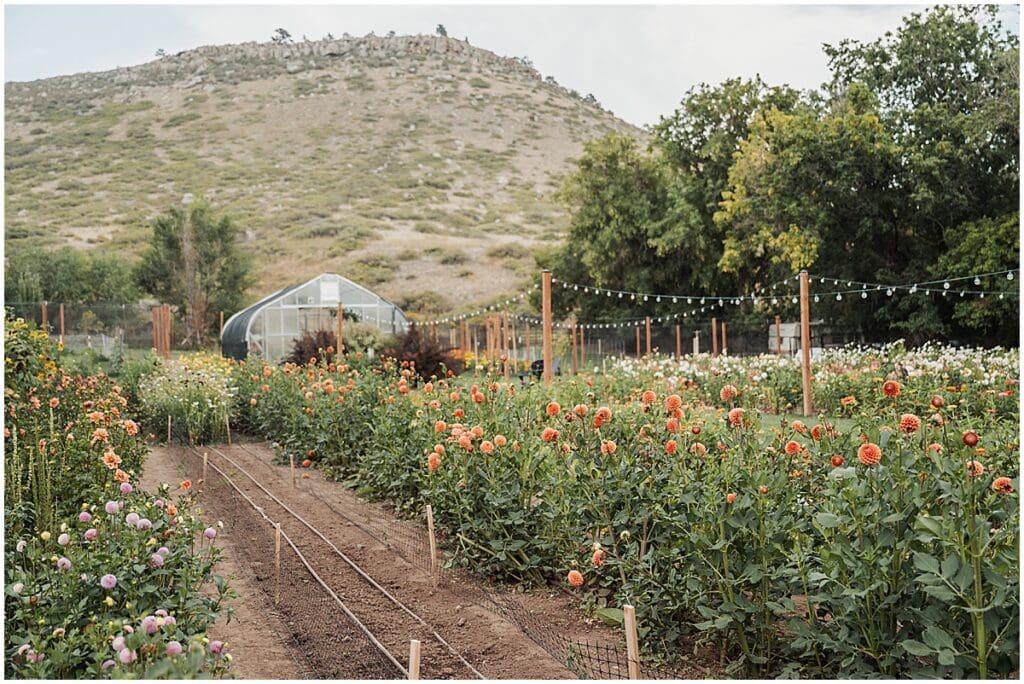The flower field at the lyons farmette