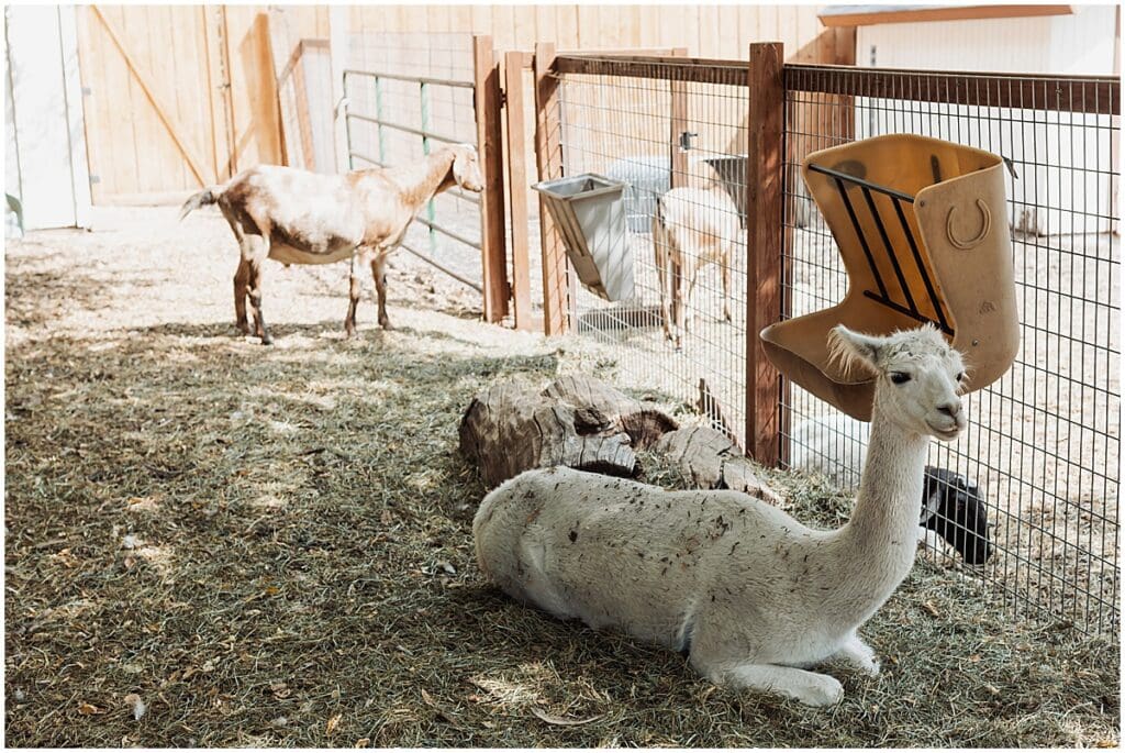 Farm animals at rhe Lyons Farmette
